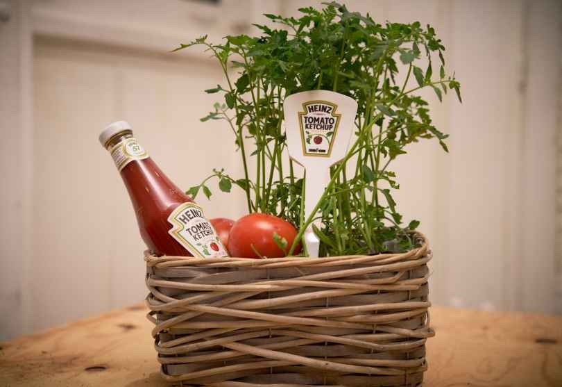 Portada de Kraft Heinz y Shackleton presentan “Sound&Grow;”, una app que permite cultivar tomates gracias a la música